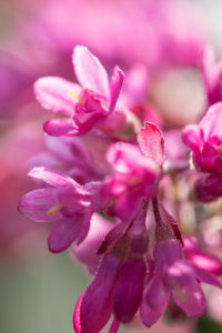 Flowers of a blood currant, Ribes sanguineum, close-up Flowers of a blood currant, Ribes sanguineum, close-up